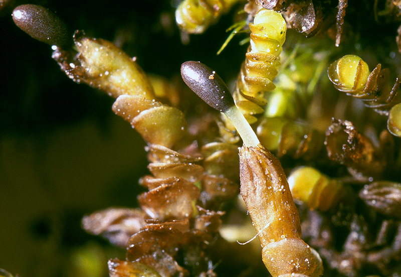 https://www.nzplants.auckland.ac.nz/en/about/liverworts/some-leafy-liverworts/Adelanthaceae/Syzygiella-nigrescens.html